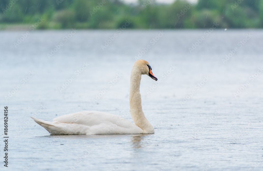 Fototapeta premium Graceful white Swan swimming in the lake, swans in the wild. Portrait of a white swan swimming on a lake.