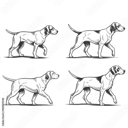 Line art illustration of a pointer dog in profile, walking with a proud gait