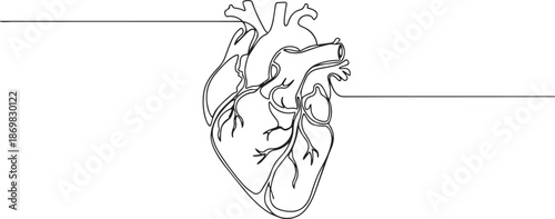 Anatomical Human Heart Line Art with Continuous Horizontal Line