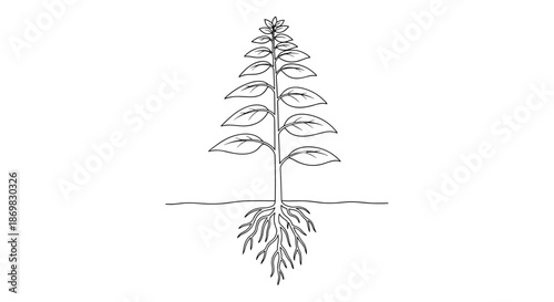 Simple black and white line drawing of a tall plant with visible leaves stem and an intricate root system in the ground.