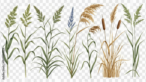 Various plants and reeds illustrated in a graphic style on a transparent background