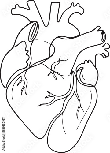 Human Anatomical Heart Line Art Illustration in Minimal Outline Style