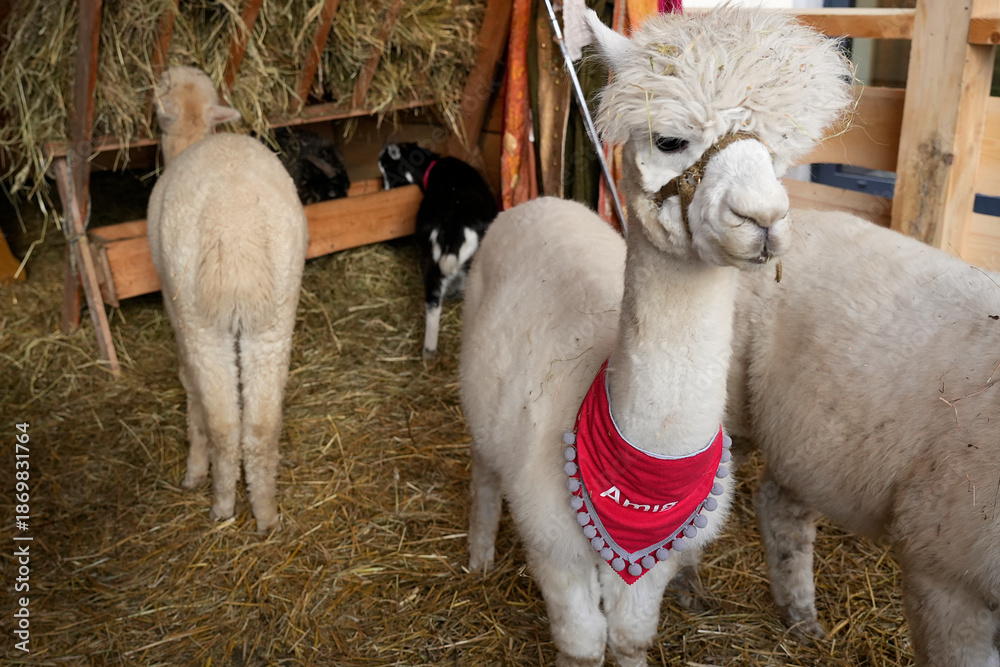 Obraz premium A group of fluffy light-colored alpacas standing in a wooden pen filled with hay