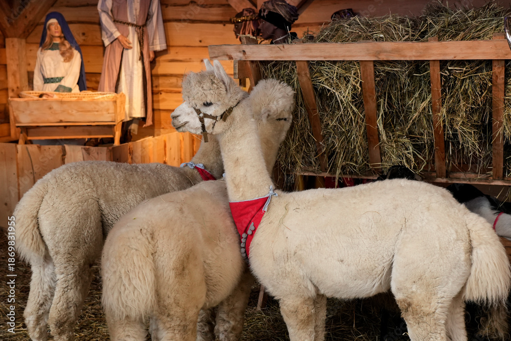 Obraz premium A group of fluffy light-colored alpacas standing in a wooden pen filled with hay