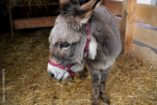 A close-up portrait of a charming grey donkey wearing a magenta halter, standing in a wooden barn on a bed of golden hay.