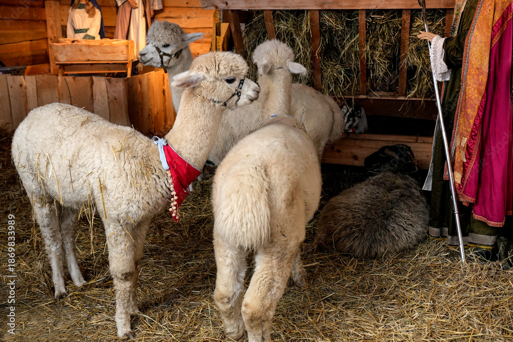 Obraz premium A group of fluffy light-colored alpacas standing in a wooden pen filled with hay