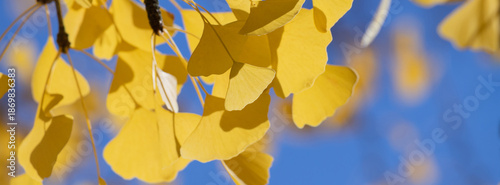 Yellow Ginkgo Leaf Tree Branch Against Bright Blue Sky in Autumn Light