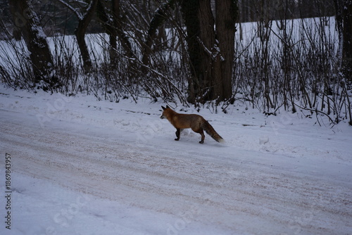 Berliner Stadtfuchs auf einem verschneiten Weg an einer Grünanlage an einem kalten Wintertag