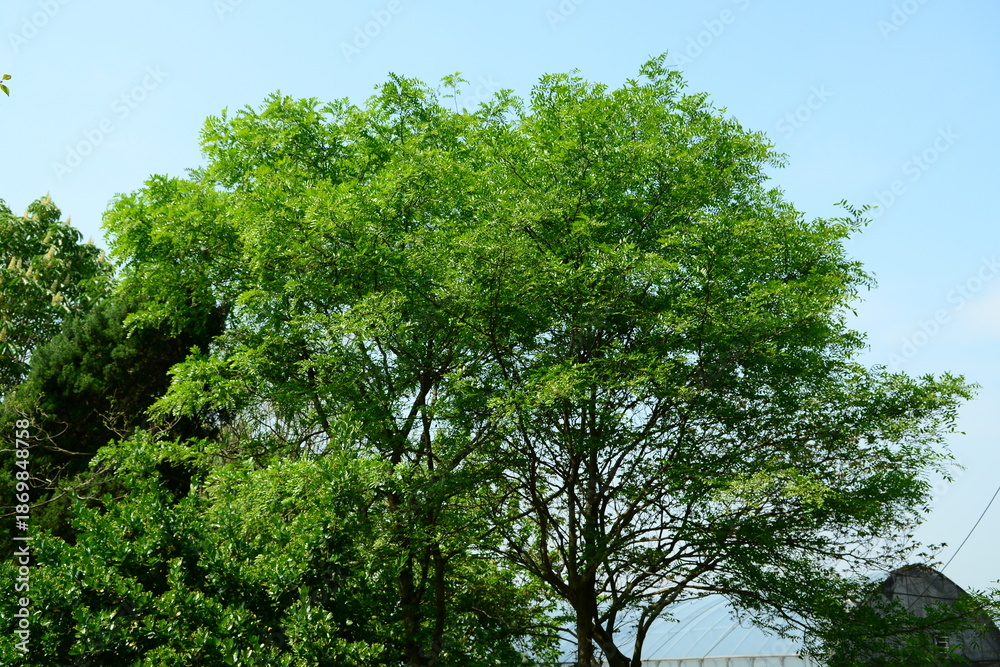 Fototapeta premium Gleditsia japonica Miq. of Fabaceae features pale yellow flowers and pinnate leaves. This is an authentic optical photography captured on location.