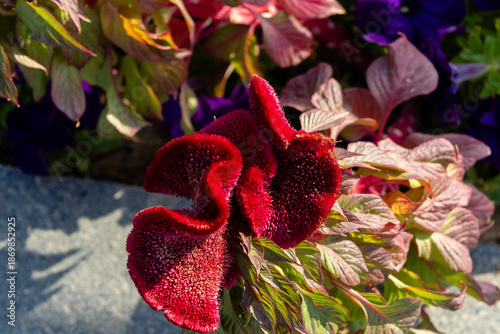 Close-up of a red Celosia Argentea flower in a flowerbed, Tashkent, Uzbekistan