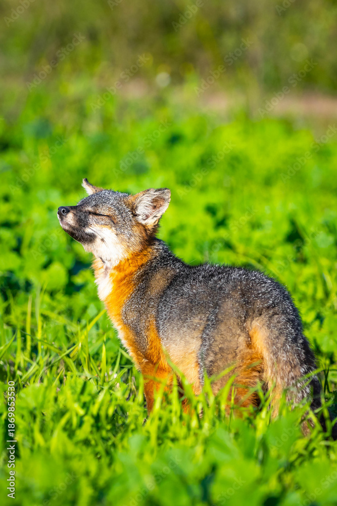 Fototapeta premium Island Fox Close Up Portrait Santa Cruz Island