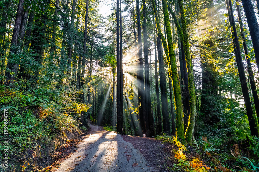 Obraz premium Scenic Morning Sunlight Trail Henry Cowell Redwoods