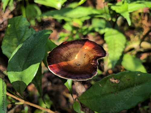 Close-up of a wild mushroom growing among green leaves on the forest floor in Matheran, highlighting natural textures and biodiversity of the hill station.