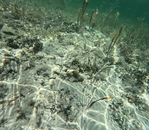 Looking at the sea bed floor just off of a key in south Florida, coral reef, plants and fishes are part of this ecosystem. 