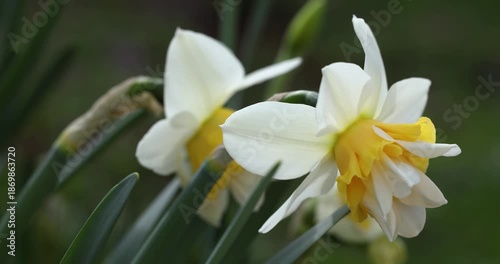 White and yellow double daffodil flower gently swaying
