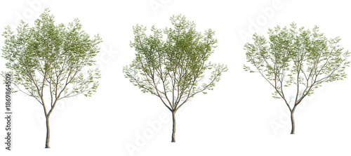 Photos Aphananthe aspera Tree front, elevation view, cutout, isolate, Three small trees