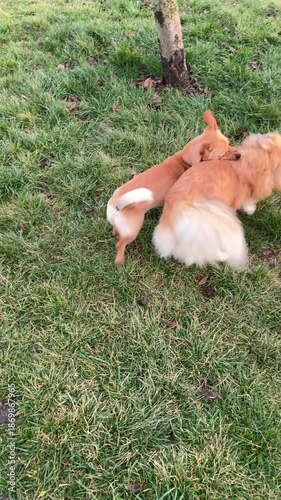 Two small dogs are playing in the garden. Vertical video.