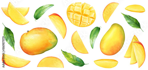 Watercolor illustrations of mango fruits, fruit parts, slices and leaves isolated on white background. Beautiful botanical fruit desidn.