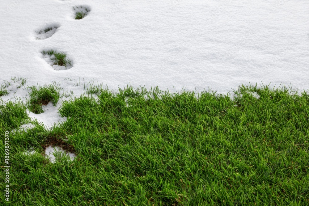 Fototapeta premium Footprints in snow leading to vibrant green grass
