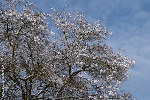 Winterbaum mit schneebedeckten Ästen vor blauem Himmel