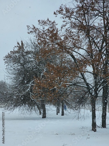 trees in winter