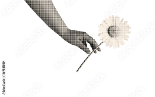 Chamomile and hand with a retro halftone effect. Vector illustration isolated on transparent background.