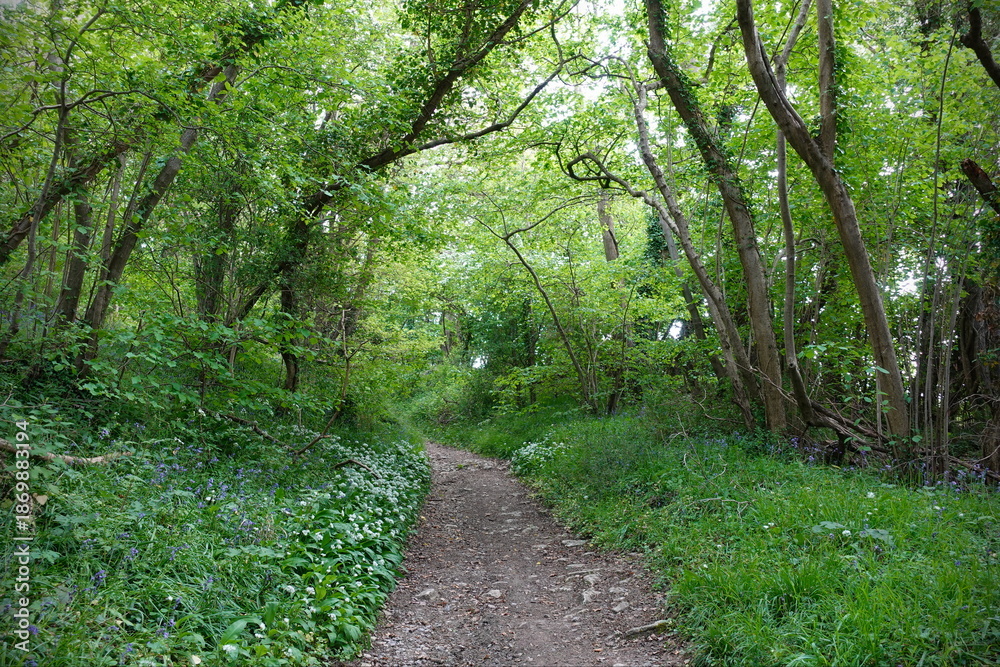 Fototapeta premium Path through a beautiful green leafy forest
