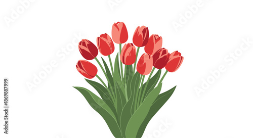 Vibrant bouquet of red tulips with long green leaves isolated on a white background, symbolizing love and the arrival of spring.