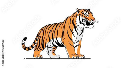 Tiger standing in a profile view against a white background