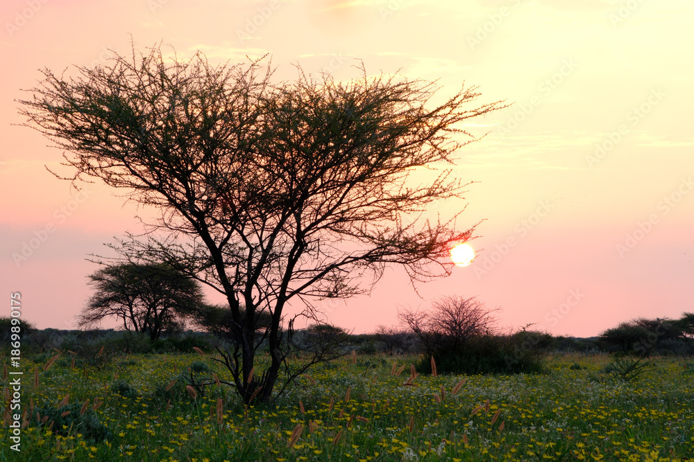 Obraz premium Sunset over an acacia tree in Botswana's Central Kalahari Game Reserve. 