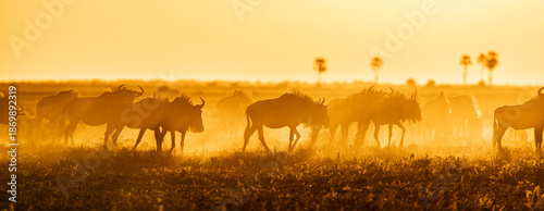 Canvas Print A group of Wildebeest (Connochaetes taurinus) in Botswana's Magkadigkadi National Park at sunset