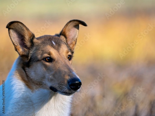 portrait of a short-haired collie