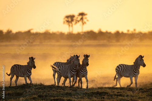 Bild auf Leinwand A group of zebra (Equus quagga) running through the dusty plains of Botswana's Magkadigkadi National Park