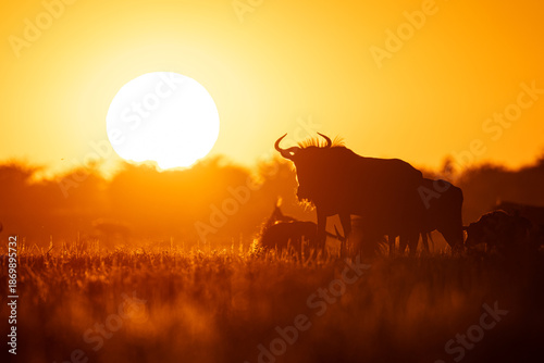 Canvas Print A group of Wildebeest (Connochaetes taurinus) in Botswana's Magkadigkadi National Park at sunset