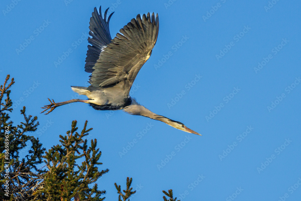 Obraz premium Graureiher (Ardea cinerea) holt Nistmaterial