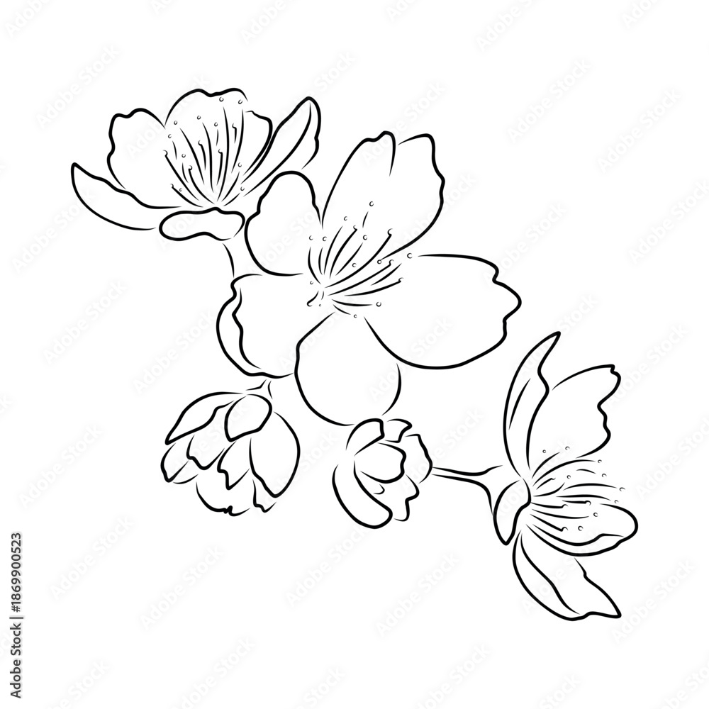 Fototapeta premium Sakura Cherry Blossom Hand Drawn Flower, Minimal Lineart Illustration, Vector Art