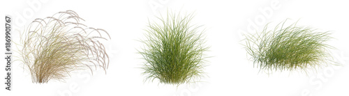 Pennisetum orientale tree, front view, cutout, transparent background, isolate, architecture visualization, Three Grass Tufts - Photorealistic Render for Natural Scene Composition