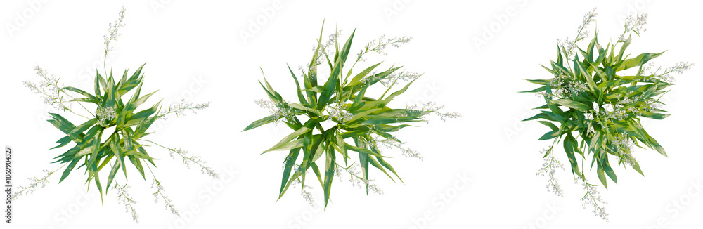 Fototapeta premium Arthropodium cirratum tree plan, top view, cutout, isolate, good for architecture visualization, Vibrant green plants with white flowers on transparent background