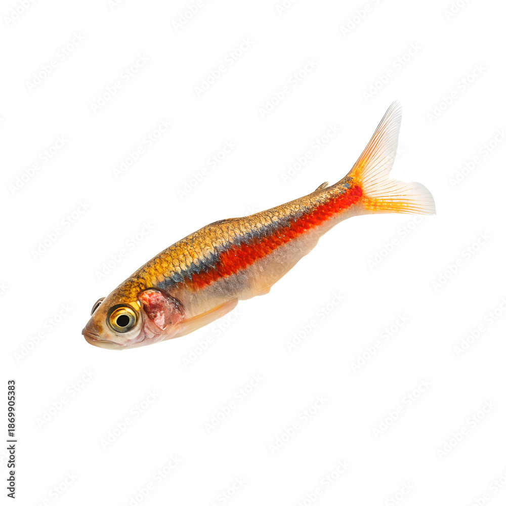 Fototapeta premium Small colorful fish with a vibrant red stripe on a black background.