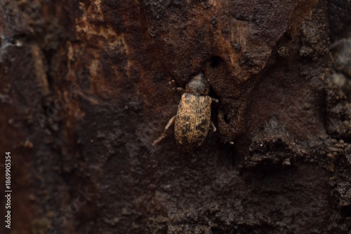 Photos Long-armed Weevil (Dorytomus longimanus) macro on poplar bark, overwintering sno