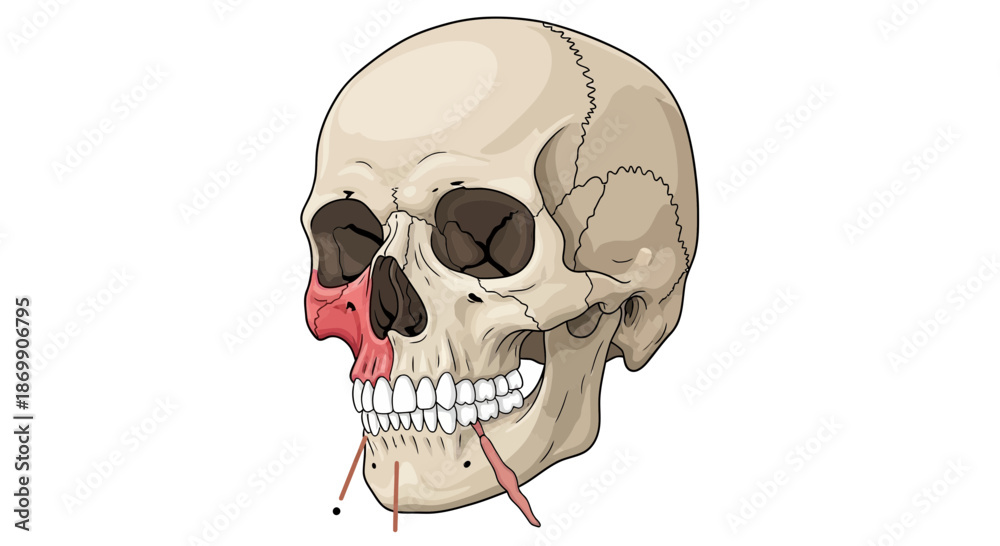 Fototapeta premium Human skull with red nasal cavity