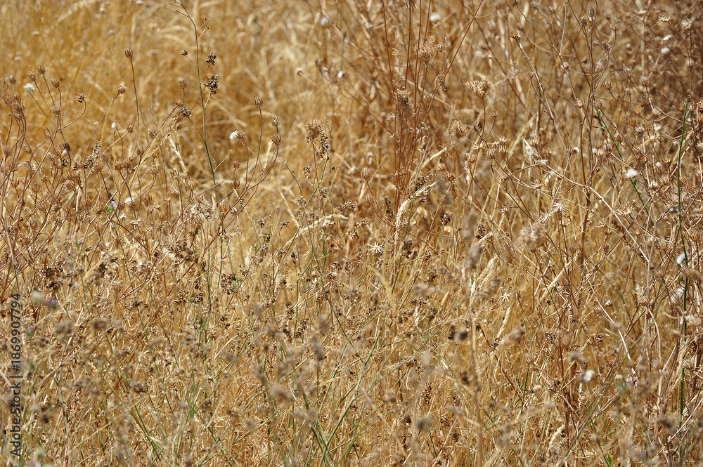 Fototapeta premium dried yellow grass in summer