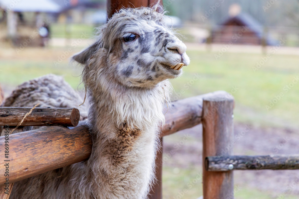 Obraz premium Profile Portrait of a Fluffy White and Grey Alpaca