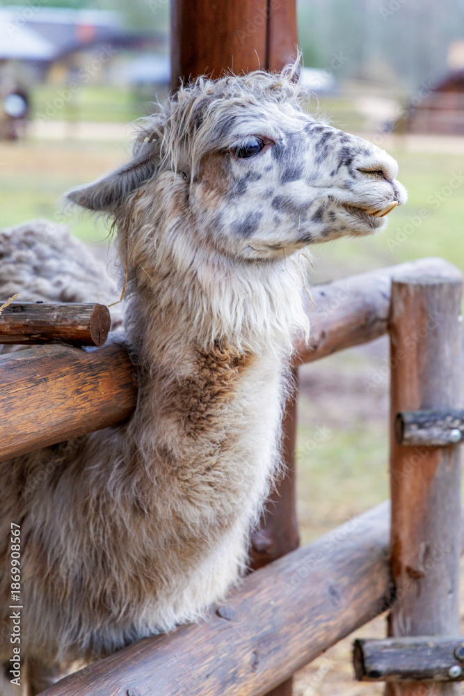 Obraz premium Profile Portrait of a Fluffy White and Grey Alpaca