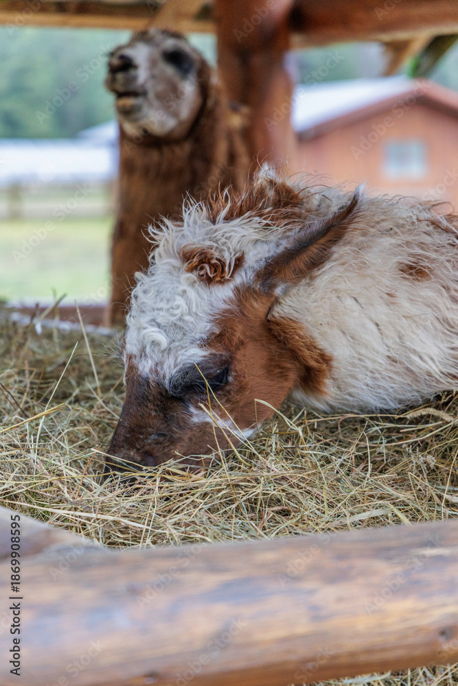 Obraz premium Young Alpaca Eating Hay in a Wooden Manger