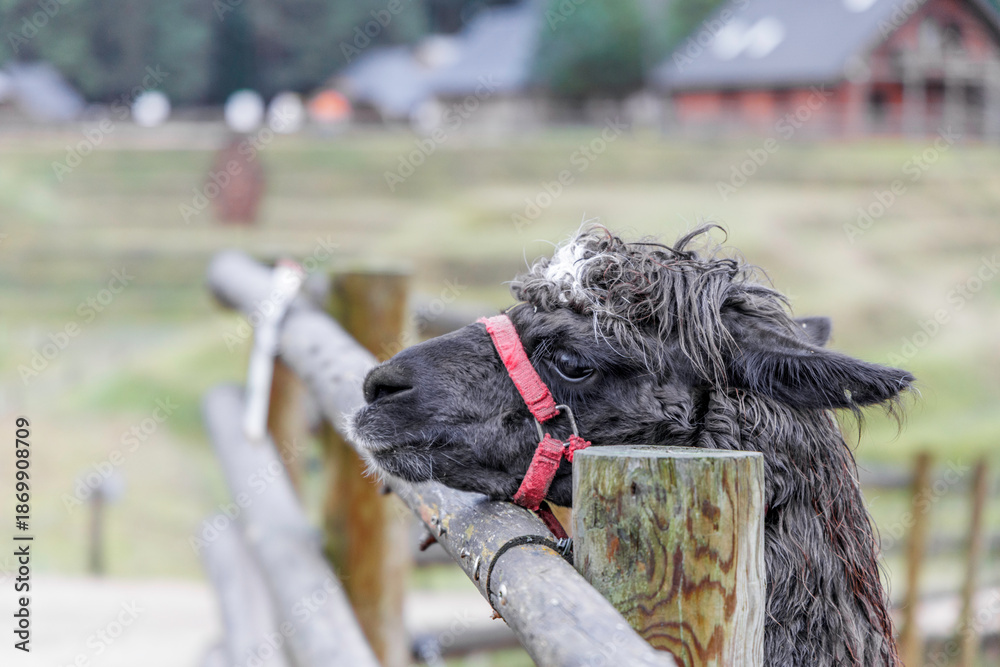 Fototapeta premium Black Alpaca Profile at Wooden Fence