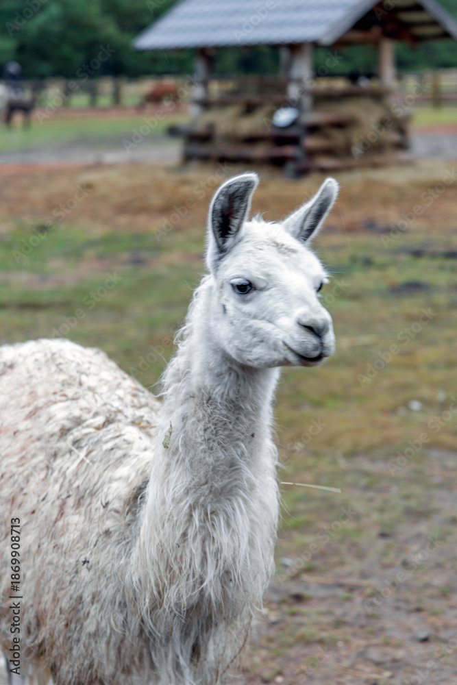 Obraz premium White Alpaca Standing in Farm Field