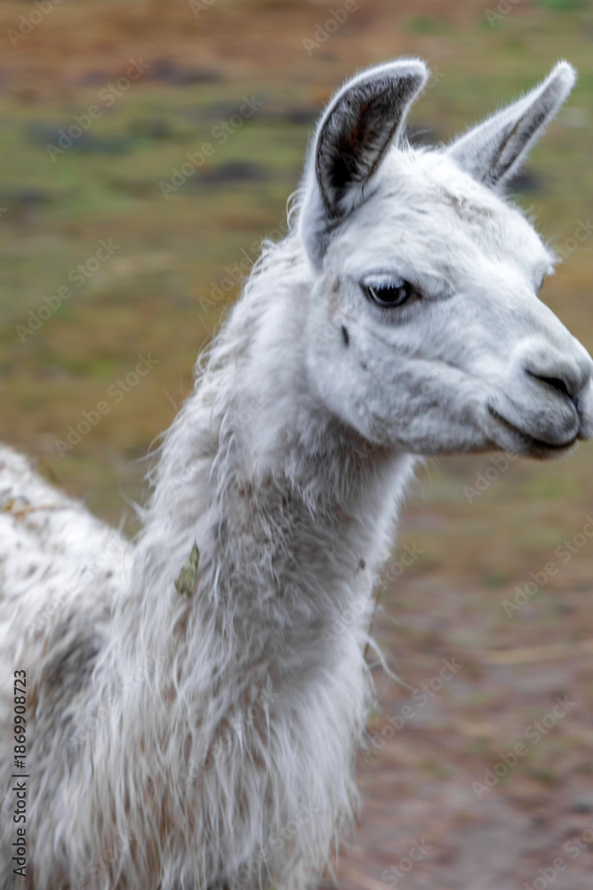 Obraz premium Portrait of a White Alpaca Close Up