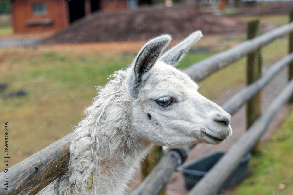 Fototapeta premium Curious White Alpaca at Farm Enclosure