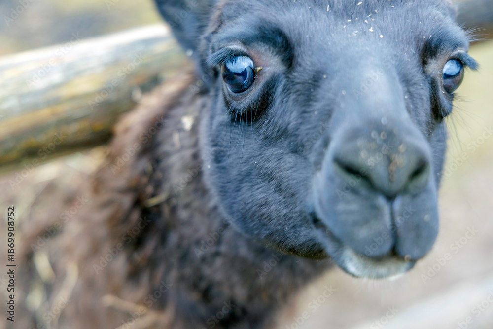 Obraz premium Detailed View of Black Alpaca Eyes